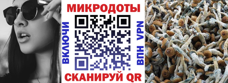хочу   Кудымкар  Псилоцибиновые грибы Psilocybine cubensis 